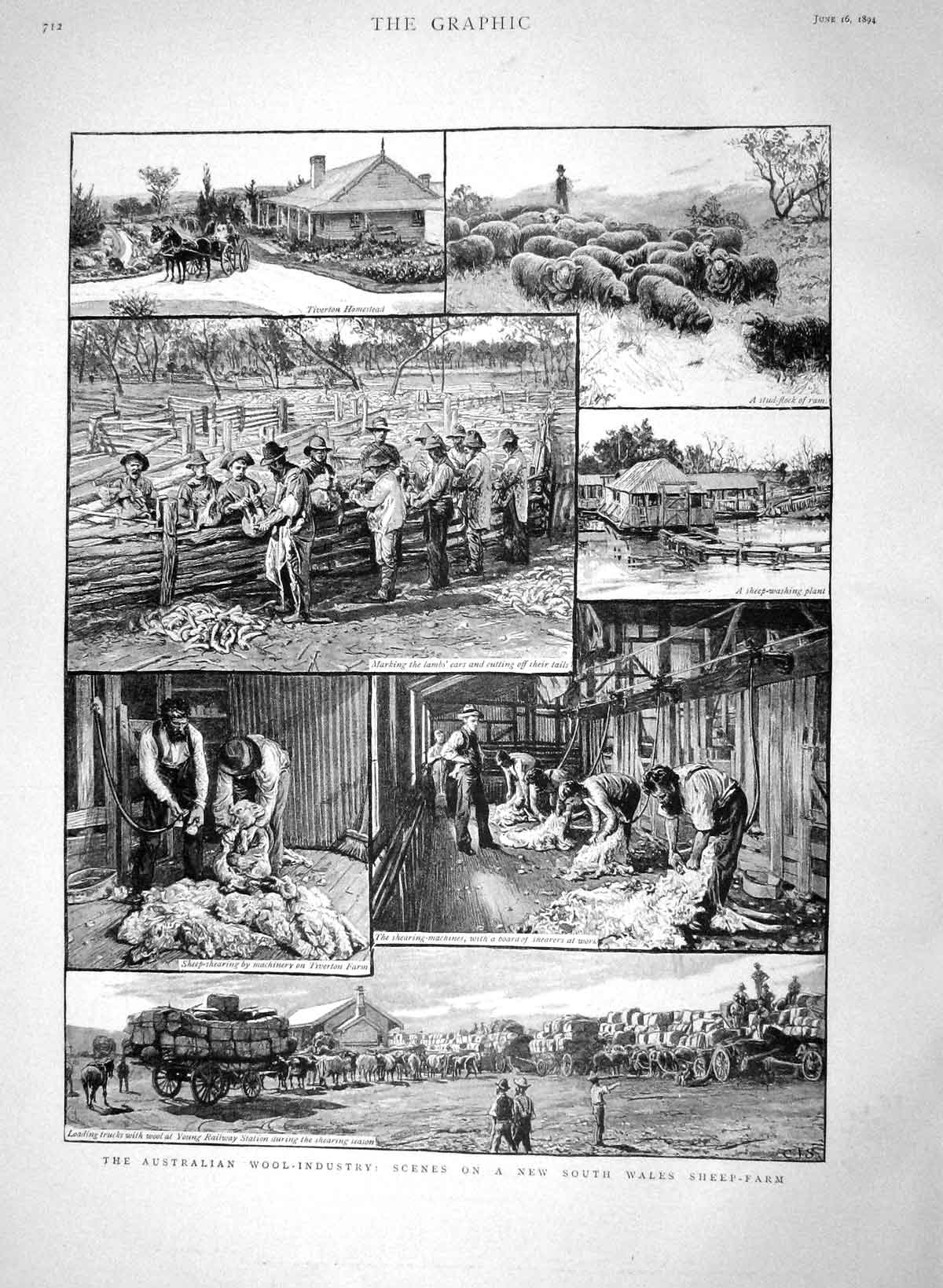 Original Old Antique Print 1894 Australia Wool Industry Sheep Farm Shearing