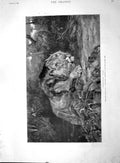 Original Old Antique Print 1894 Stealthy Fate Lion Hunting Wild Animal Fine Art