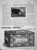Original Old Antique Print 1894 King Robert Hereford Steer Queen Mazawatt 19th