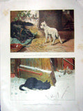 Original Old Antique Print 1894 Colour Lamb Puppy Dog Cat Birds Farmyard 19th