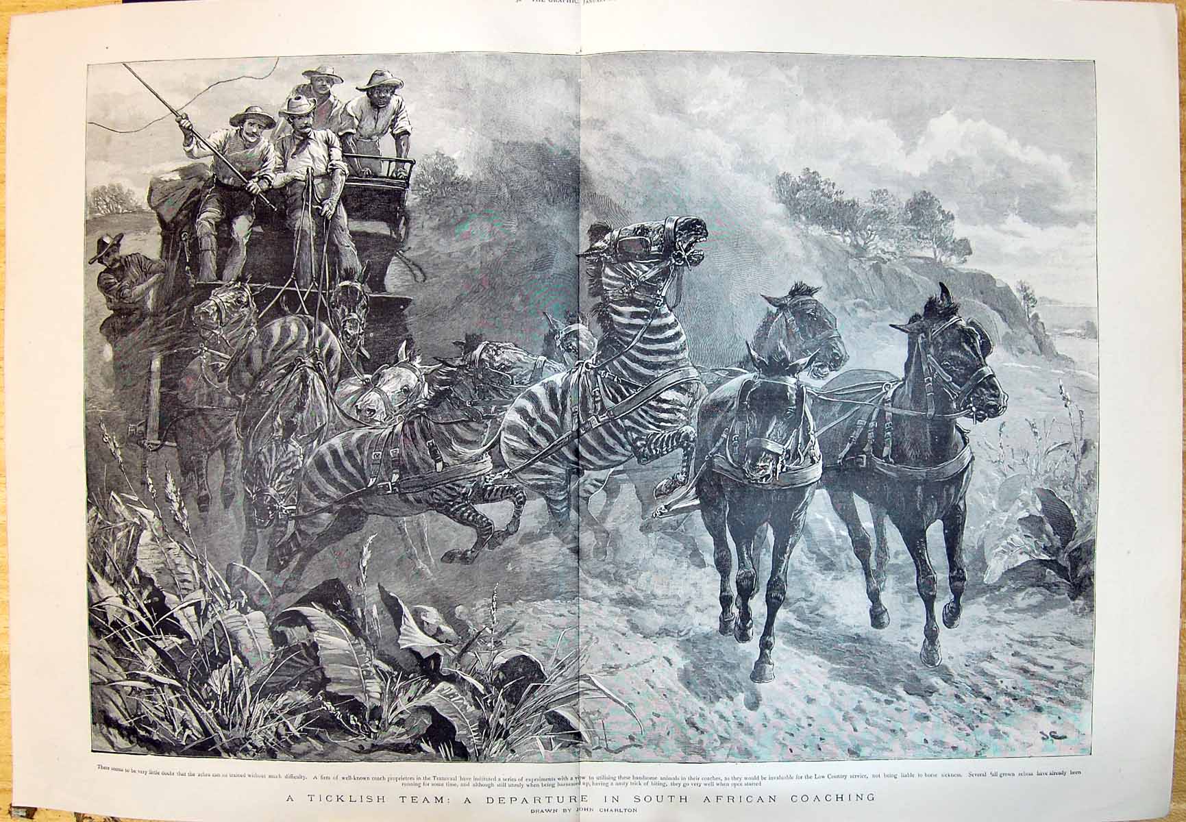 Old 1895 Ticklish Team Departure South African Transport Coach Zebra 0 Victorian