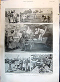 Old 1895 Polo Donkeys Moke British Entertainment Egypt War Coolies Pa Victorian