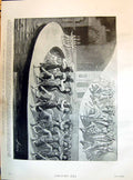 Old 1895 Orient Olympia Theatre Dance Amazons Snake Worshippers Camp Victorian