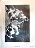 Old 1895 Battle The Standard Dogs Animals Pets Fannie Moody Painting Victorian