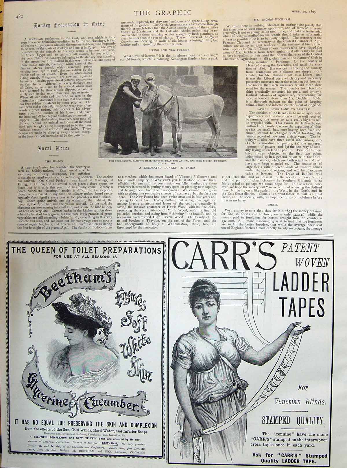 Antique Old Print 1895 Decorated Donkey In Cairo Beetham'S Carr'S Ladder Tape