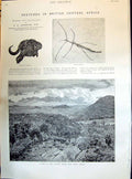 Old 1895 Buffalo Head Stick Insect Mlanje Range Ashanti Envoys Bondar Victorian