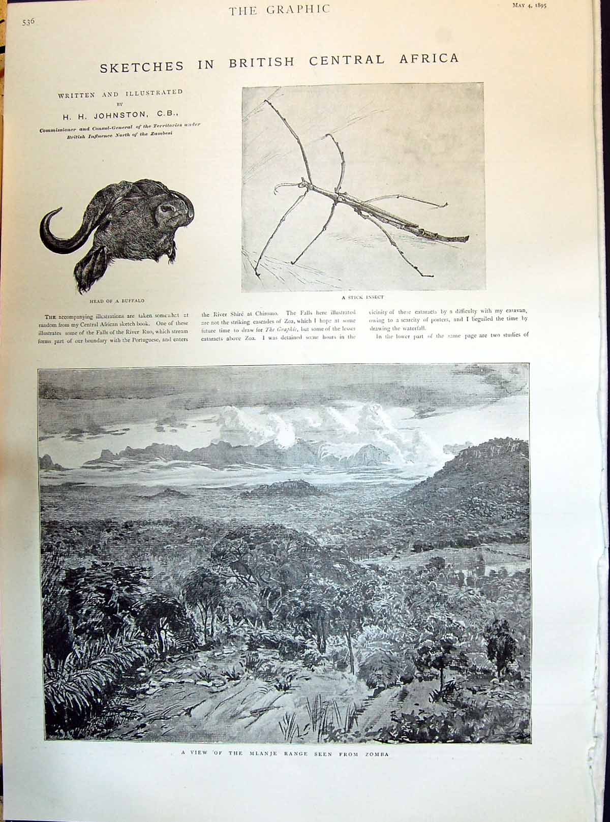 Old 1895 Buffalo Head Stick Insect Mlanje Range Ashanti Envoys Bondar Victorian