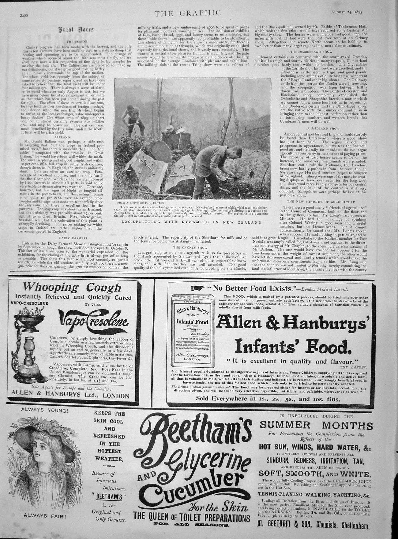 Old Antique Print 1895 Log Splitting Dynamite New Zealand Hanbury Allen 19th