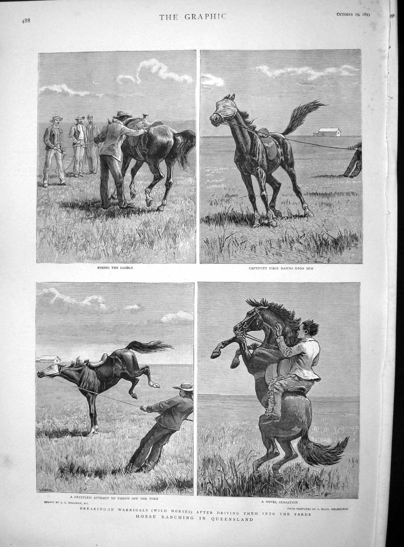 Original Old Antique Print 1895 Breaking-In Warrigals Wild Horses Queensland