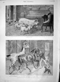 Old Antique Print 1895 Animals Country House Deer Pigs Hounds Dogs Horses 19th