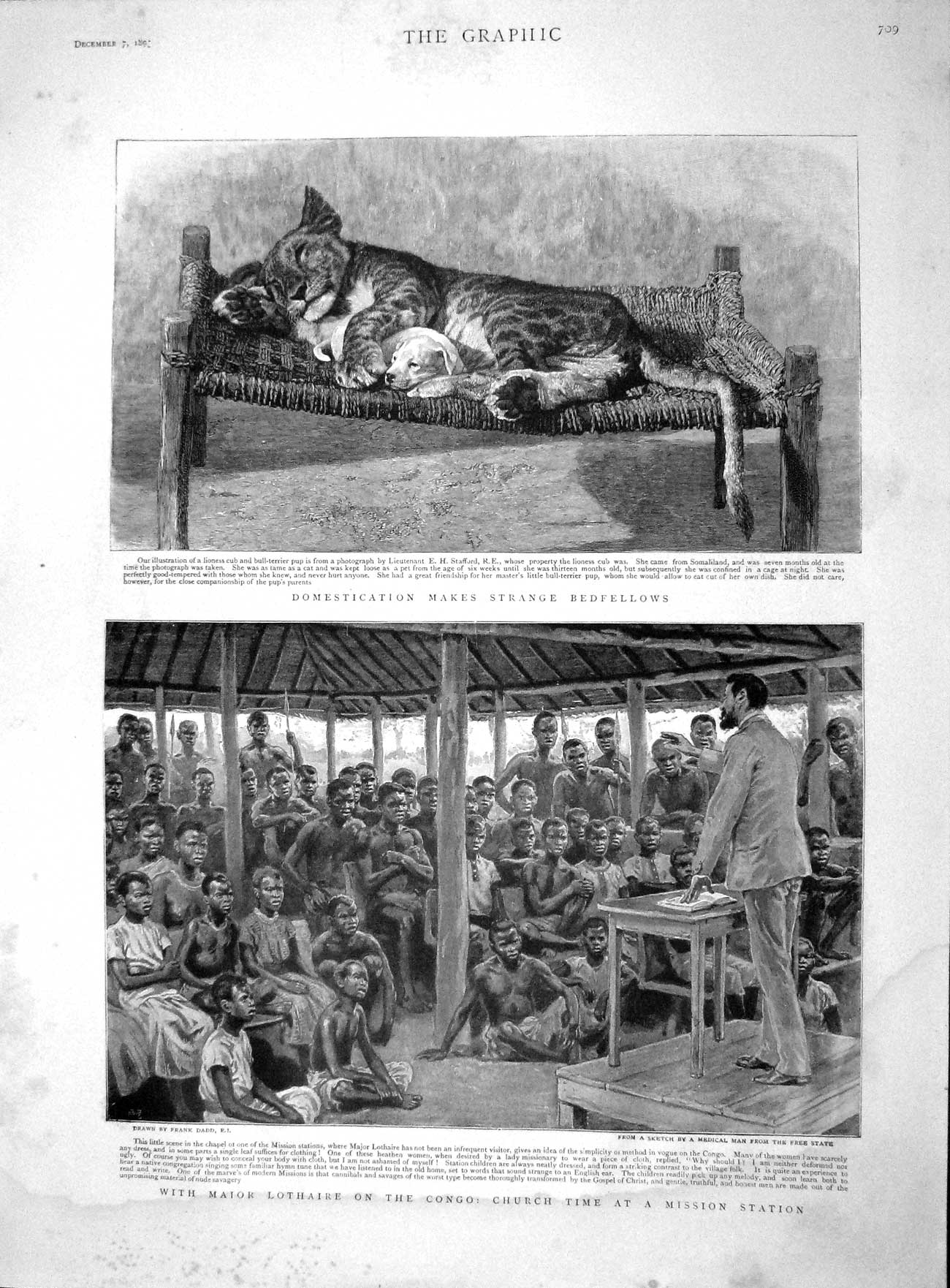 Original Old Antique Print 1895 Tiger Dog Major Lothaire Congo Church Mission