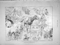 Original Old Antique Print 1896 Grindelwald Tour Glacier Alpine Mountains 19th