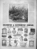 Original Old Antique Print 1896 Rose Tree Plant Marie Van Houthe Cannes Gsmith