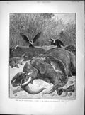 Old Antique Print 1897 Banks Limpopo River South Africa Elephant Vultures 19th