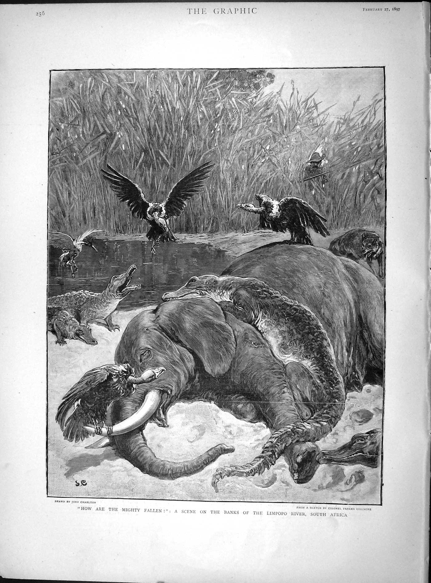 Old Antique Print 1897 Banks Limpopo River South Africa Elephant Vultures 19th