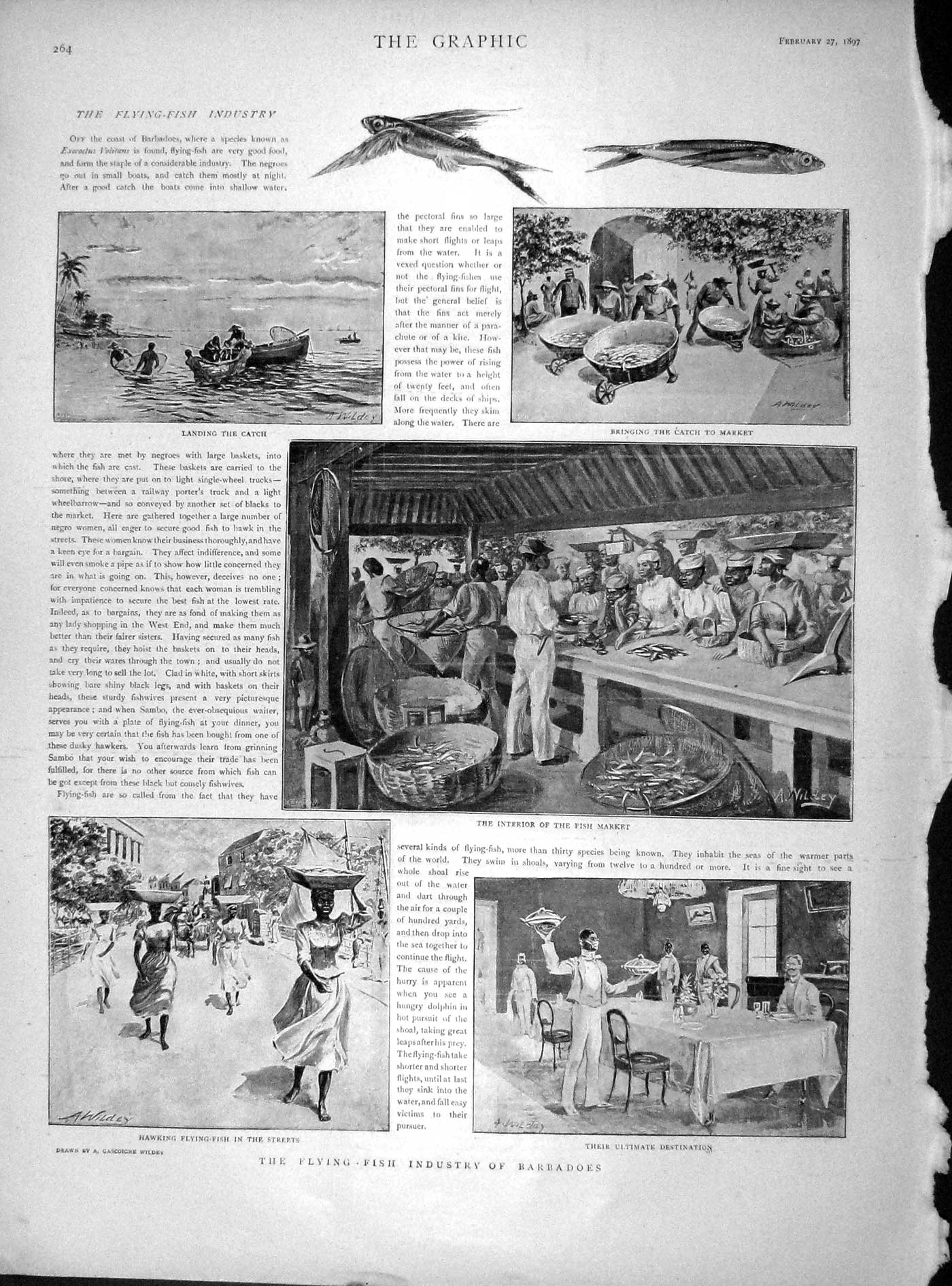 Original Old Antique Print 1897 Flying Fish Industry Barbadoes Market Hawking