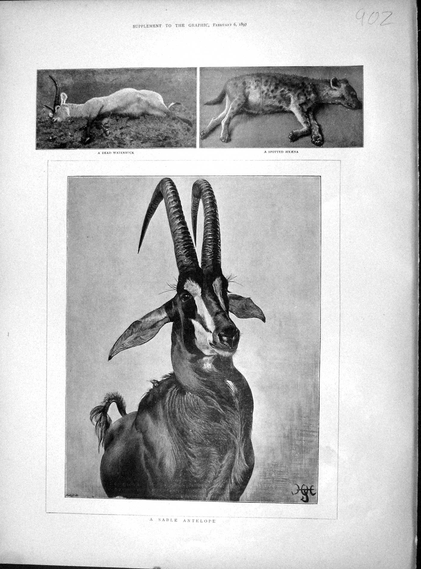 Original Old Antique Print 1897 Sable Antelope Spotted Hyaena Dead Waterbuck