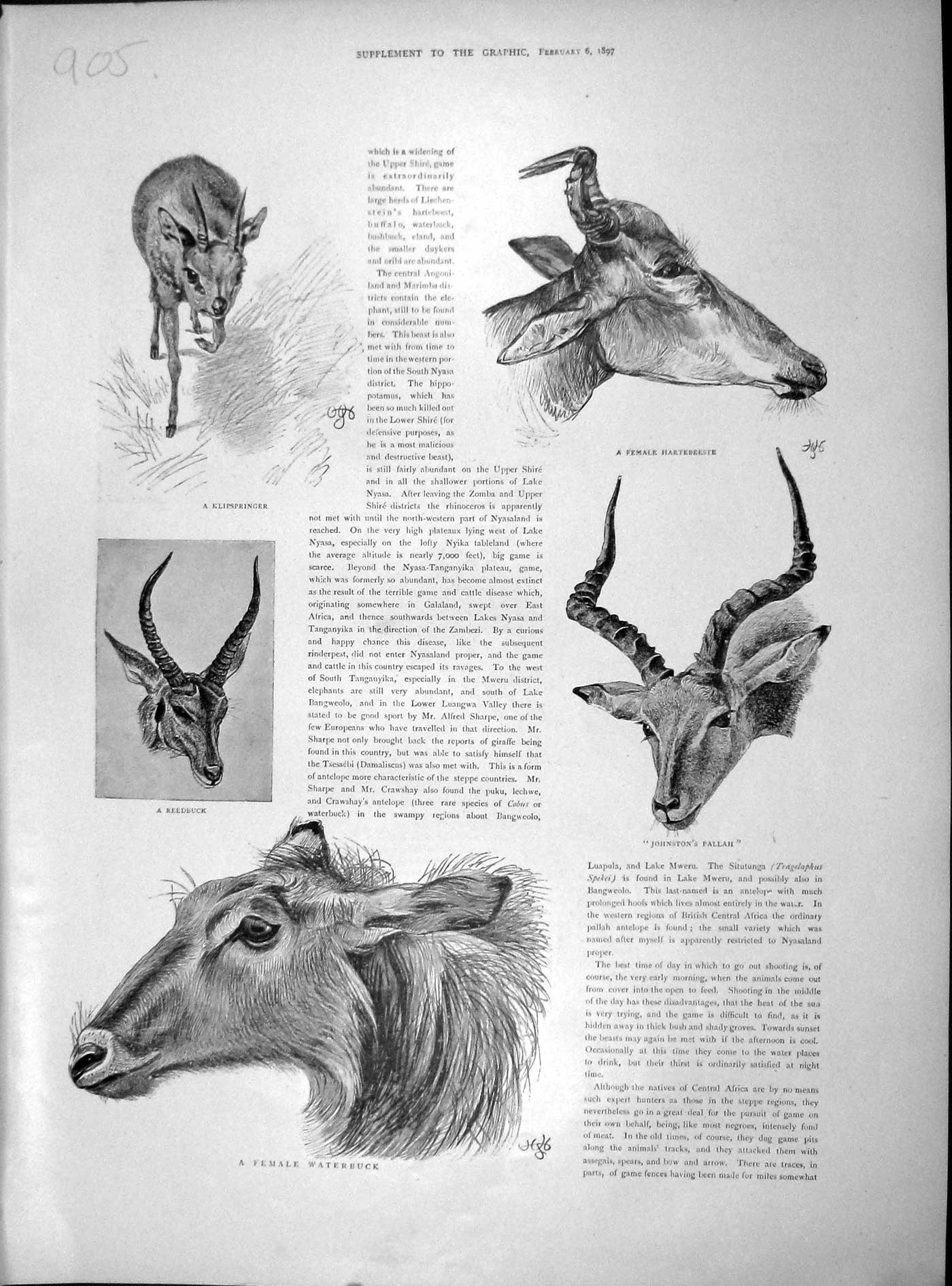 Old Antique Print 1897 Female Hartebeeste Waterbuck Pallah Reebuck Animal 19th