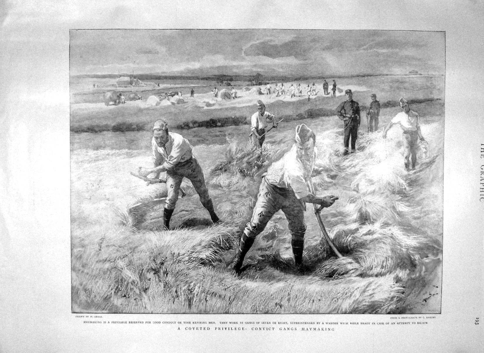 Original Old Antique Print 1897 Haymaking Convict Gangs Prisoners Warder 19th