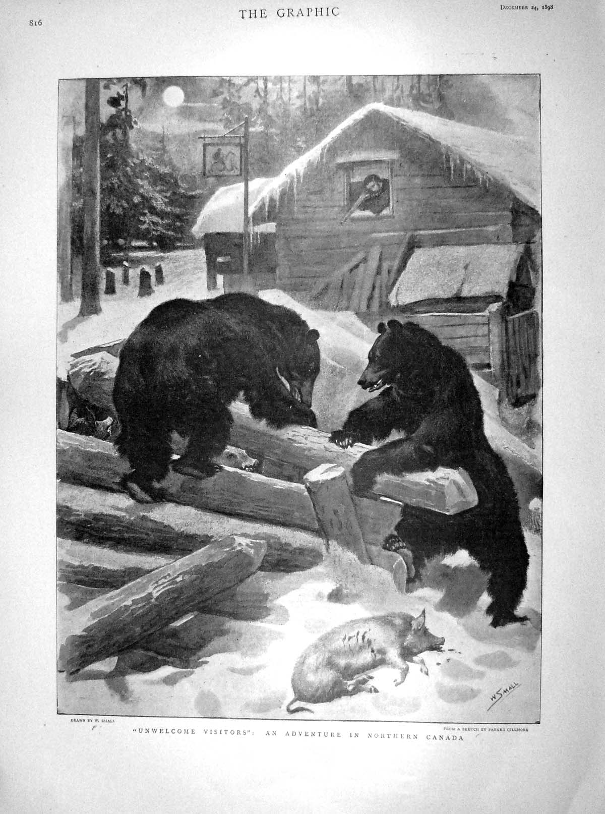 Old Antique Print 1898 Canada Wild Bears Sykes Vernon Newton Rawson Men 19th