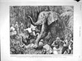 Original Old Antique Print 1899 Africa Lloyd Marching Pygmy Forest Elephant
