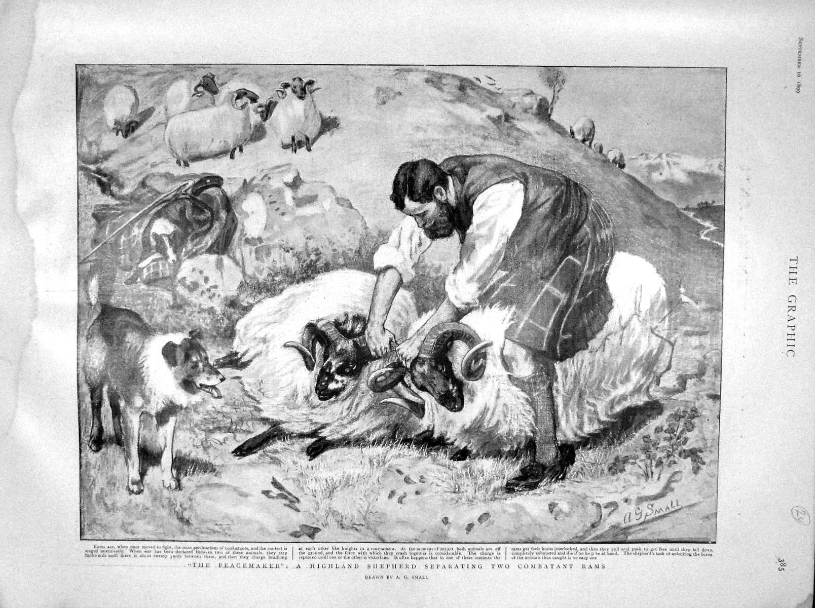 Old Antique Print 1899 Highland Shepherd Separating Combatant Rams Sheep 19th