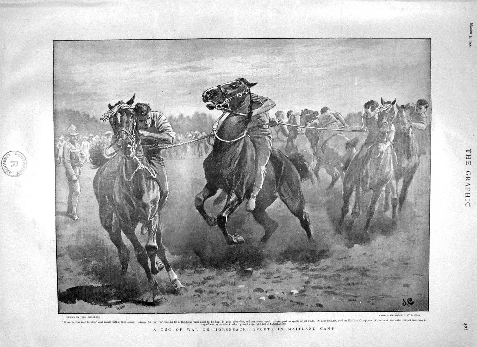 Original Old Antique Print 1900 Tug-Of-War Horses Maitland General Cronje Boer