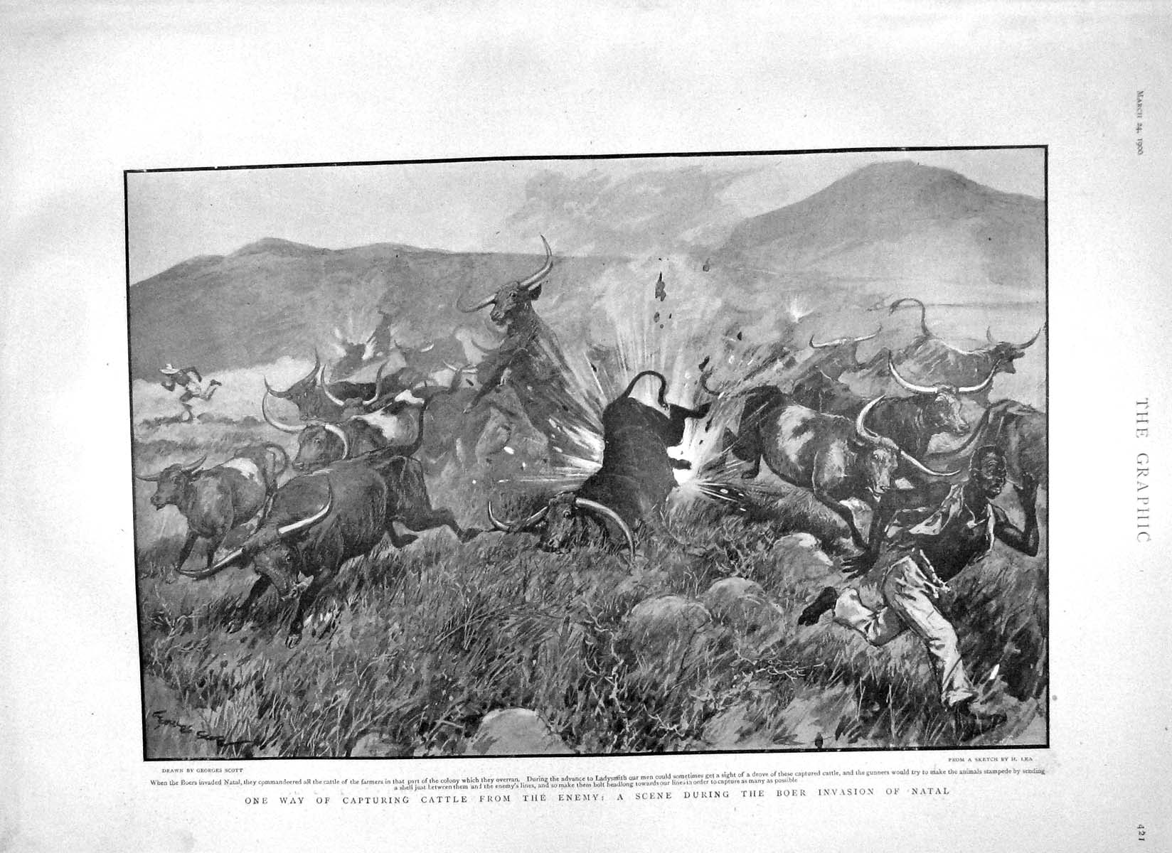 Old Antique Print 1900 Boer Invasion Natal Cattle Lord Roberts Bluejacket 20th