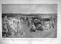 Original Old Antique Print 1900 War Wounded Horses Siers Army South Africa