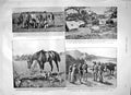 Old Antique Print 1900Irish Bourke Ladysmith Ambulance War Africa Roberts 20th