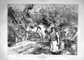 Original Old Antique Print 1900 Grapes Podere Farm Monte Fiano Florence 20th