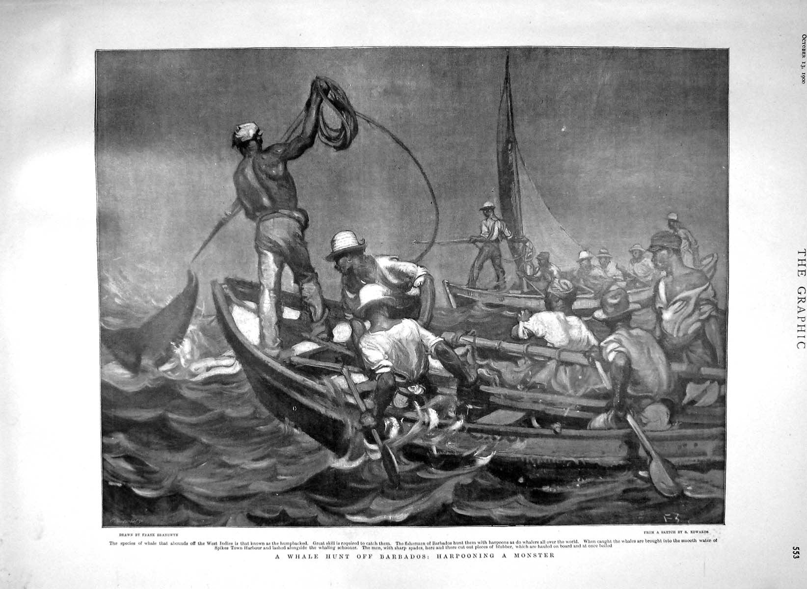 Original Old Antique Print 1900 Whale Hunting Barbados Harpoon S 20th
