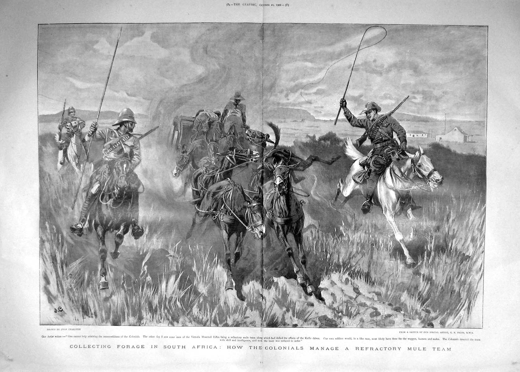 Original Old Antique Print 1900 Forage South Africa Colonials Mule Team Kaffir