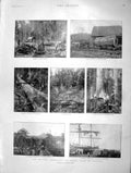 Original Old Antique Print 1901 Timber Trade Tasmania Ship Tramway Germa 20th