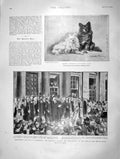 Old Antique Print 1901 King Cambridge Senate House Victoria Dogs Bradford 20th