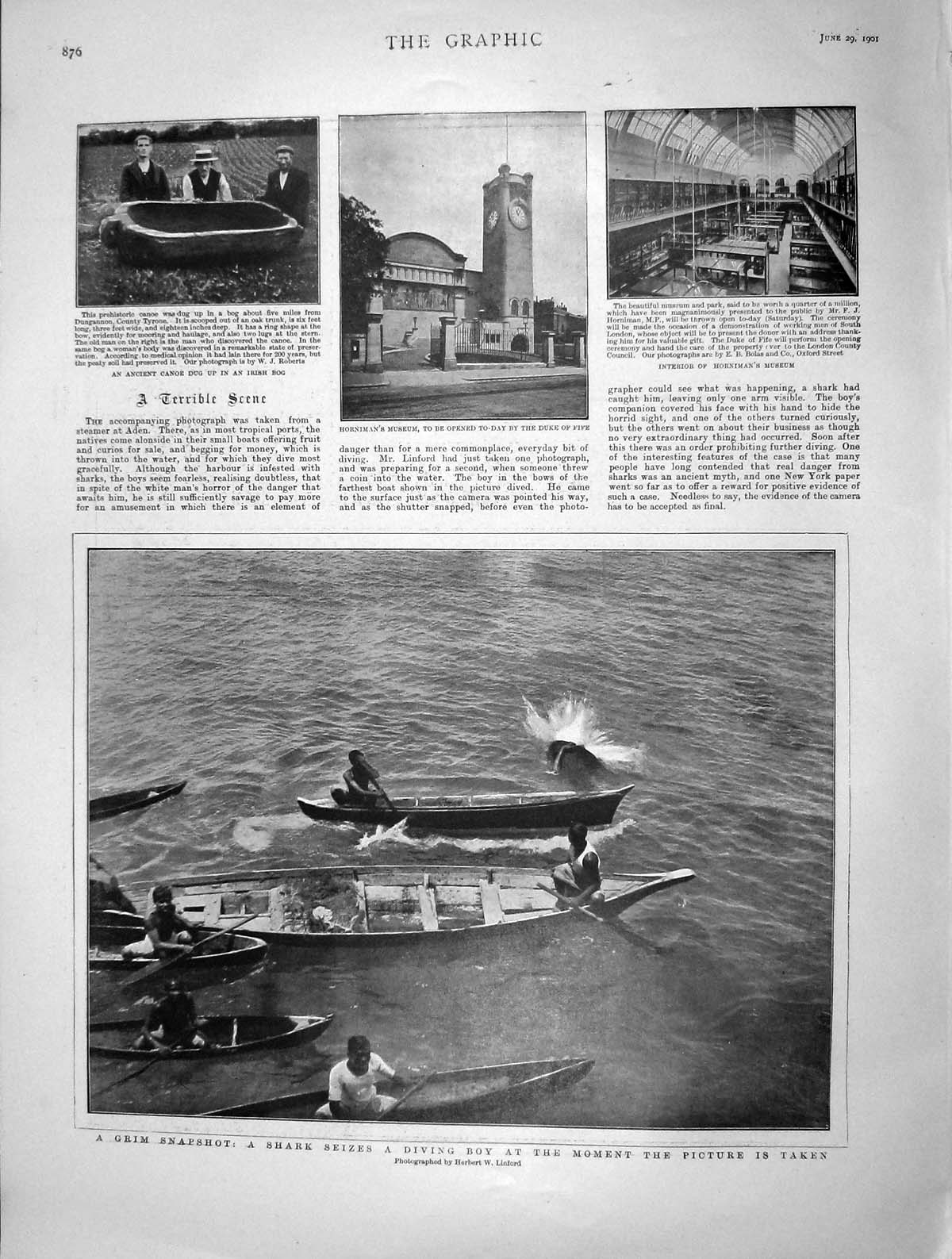 Original Old Antique Print 1901 Shark Attack Boy Aden Horniman Museum Rejan 20th