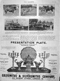 Original Old Antique Print 1901 Agricultural Show Cardiff Bull Jersey Cow Horse