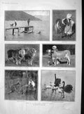 Original Old Antique Print 1902 Australia Rams Kangaroos Swans Hospital Vernon