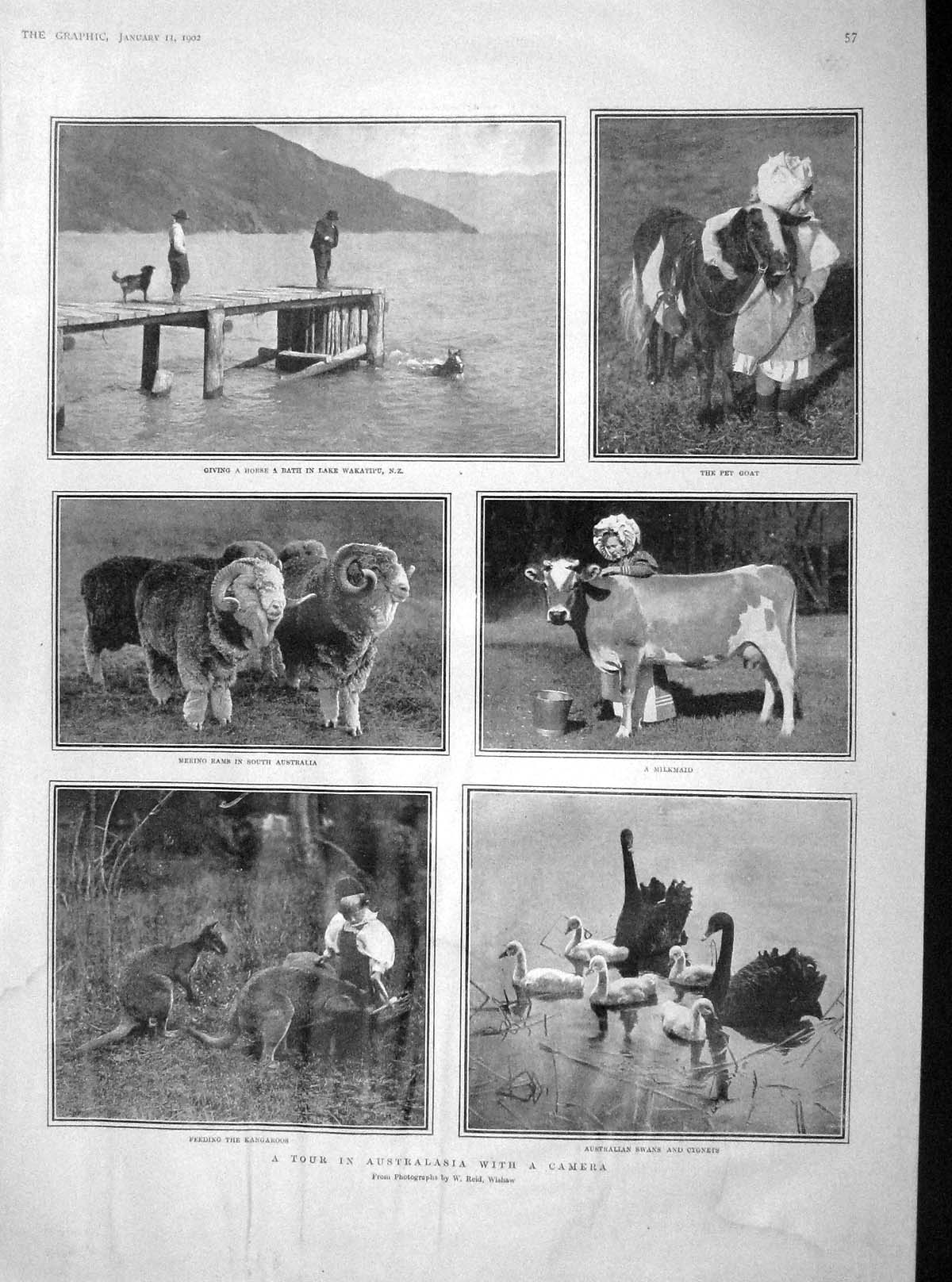 Original Old Antique Print 1902 Australia Rams Kangaroos Swans Hospital Vernon