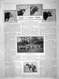 Old Antique Print 1902 Lemco Cattle Highland Longhorn Shorthorn Herford 20th