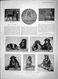 Old Antique Print 1902 Animals Zoo Giraffe Chimpanzees Zebra Braemar Bath 20th
