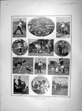 Original Old Antique Print 1902 Barnet Fair Cattle Cockles Performing Dog Show