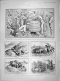 Old Antique Print 1902 Australia Cattle Drover Grog-Tub Battle Ship Navy 20th
