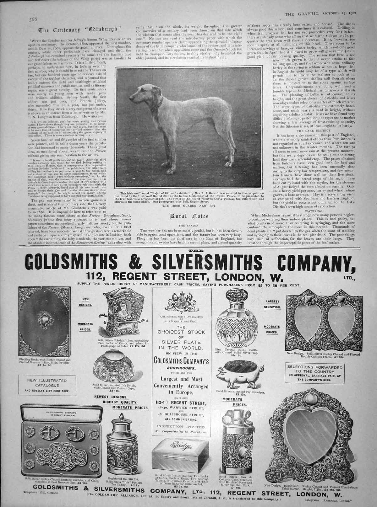 Original Old Antique Print 1902 Irish Guards New Pet Wolf Hound Dog Rajah 20th