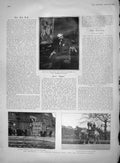 Original Old Antique Print 1903 African Elephant Jingo Macbeth Elected R.A.