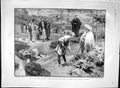Old Antique Print 1903 Japanese Garden Trees Frederic Farrar Rifle Club 20th