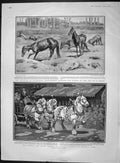 Original Old Antique Print 1903 London Cart Horse Parade Australia Bush Horses