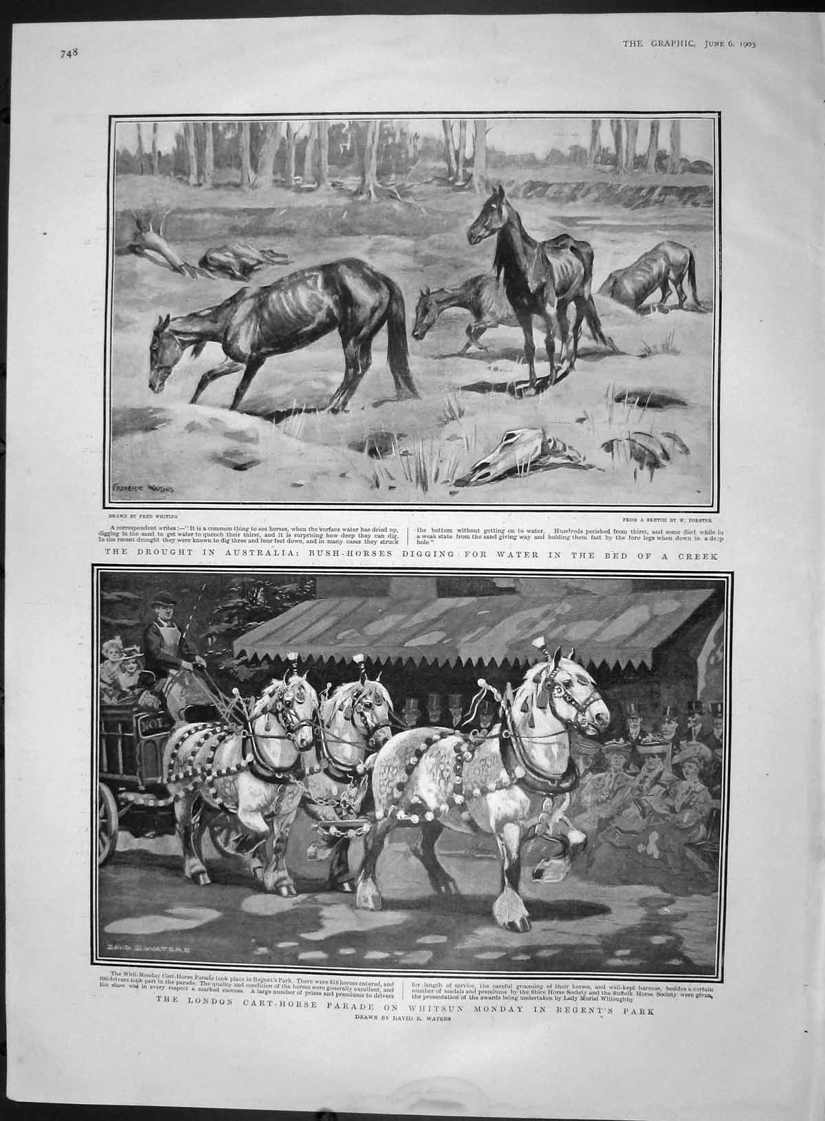 Original Old Antique Print 1903 London Cart Horse Parade Australia Bush Horses