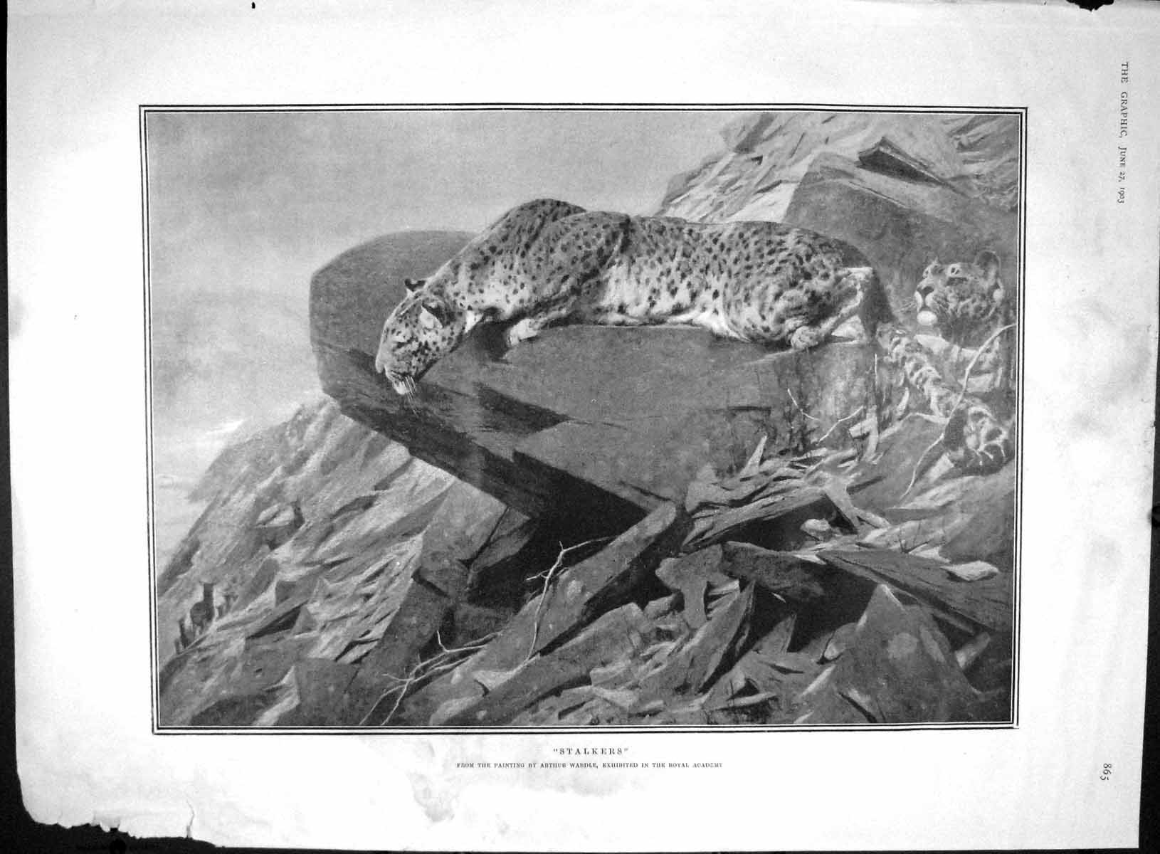 Old Antique Print 1903 Stalkers Leopards Hunting Ragging Hayes Fane Pease 20th
