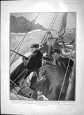 Old Antique Print 1903 Shooting Coon Great Northern Diver Gull Falmouth 20th
